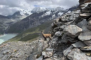 Chamois et lac des Dix